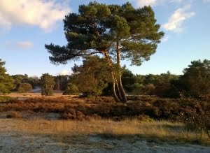 Hoge Veluwe