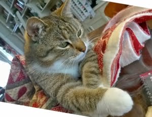 Kater Tommy op Quilt Day In Giverny