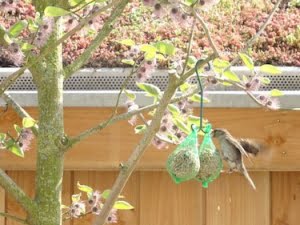 musje wat vogelvoer eet